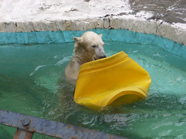 シロクマ44日本平動物園ロッシー2009｜ホッキョクグマと三角コーン